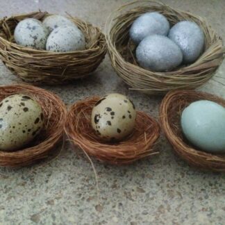 3 Quail Eggs in Nest