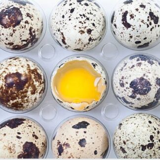 12 Quail Eating Eggs